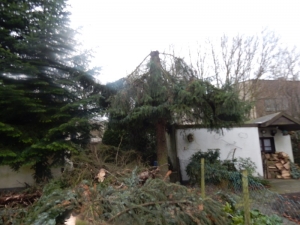 2Baumfällung.JPG