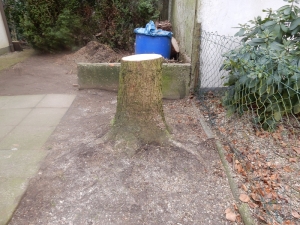 4Baumfällung.JPG